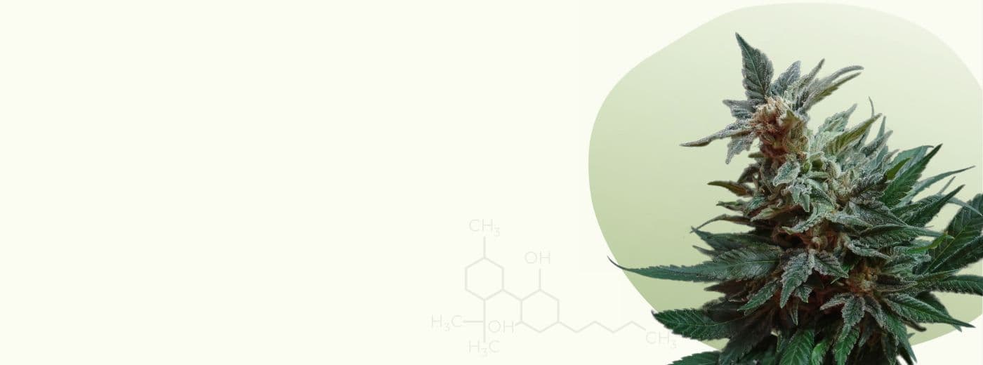 Cannabis Apotheke Frankfurt Bild mit Cannabisblüte