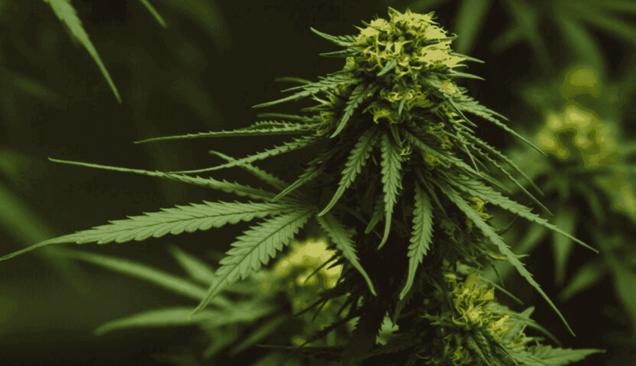 Nahaufnahme einer Cannabisblume mit grünen Blättern